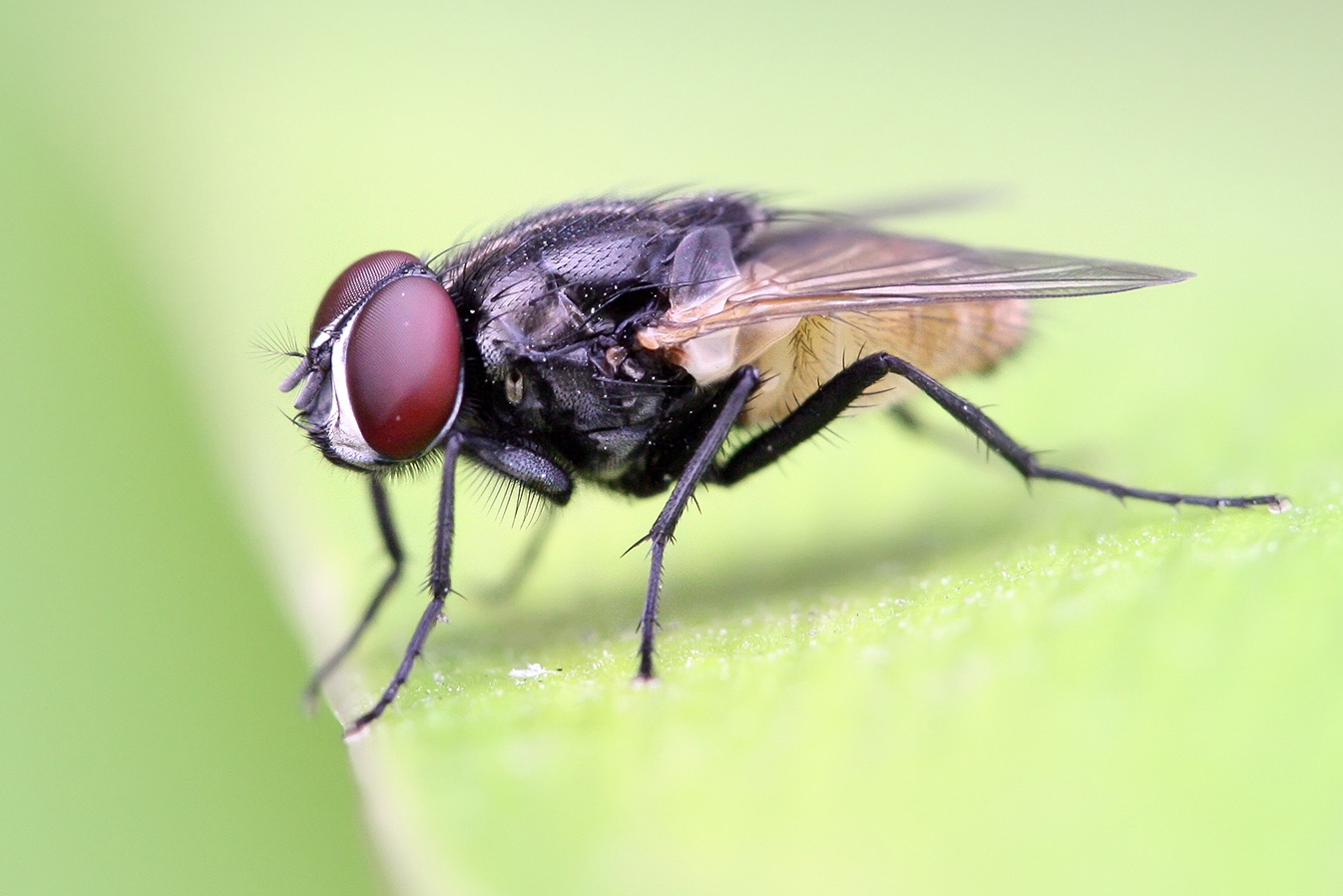 Mouche domestique photographiée en macro